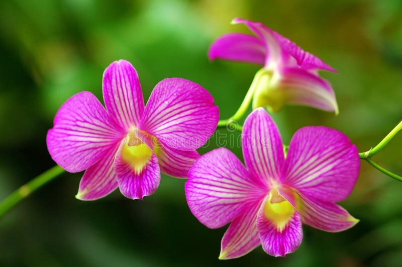 όμορφο orchids ροζ στοκ φωτογραφία
