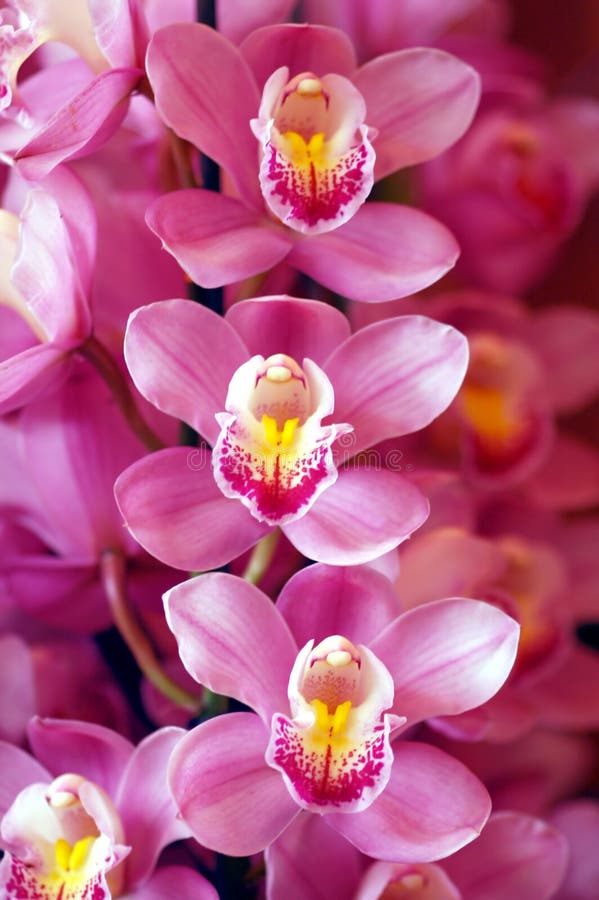 όμορφο orchids ροζ στοκ εικόνα