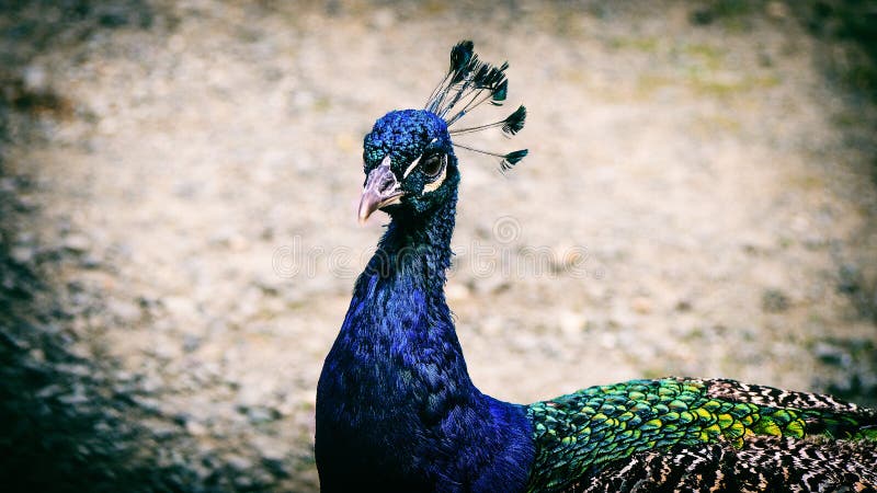 Όμορφο peacock στο ολυμπιακό αγρόκτημα παιχνιδιών στοκ εικόνες με δικαίωμα ελεύθερης χρήσης