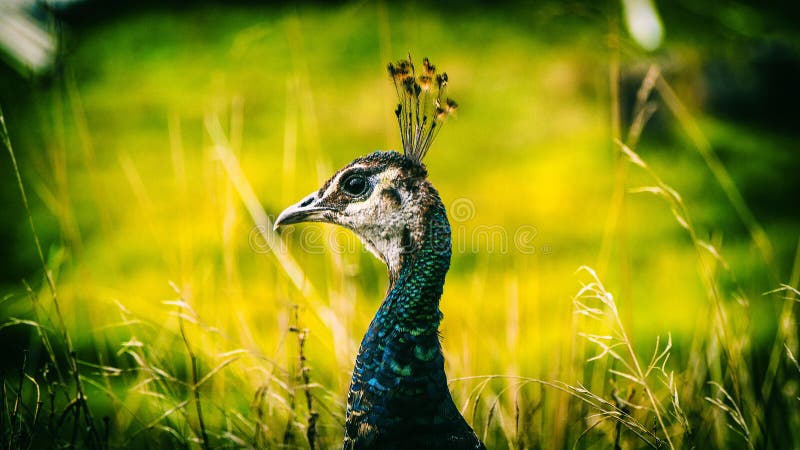 Όμορφο peacock στο ολυμπιακό αγρόκτημα παιχνιδιών στην Ουάσιγκτον στοκ εικόνες