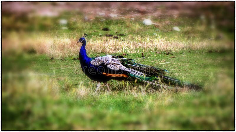 Όμορφο peacock στο ολυμπιακό αγρόκτημα παιχνιδιών στην Ουάσιγκτον 2 στοκ φωτογραφία με δικαίωμα ελεύθερης χρήσης