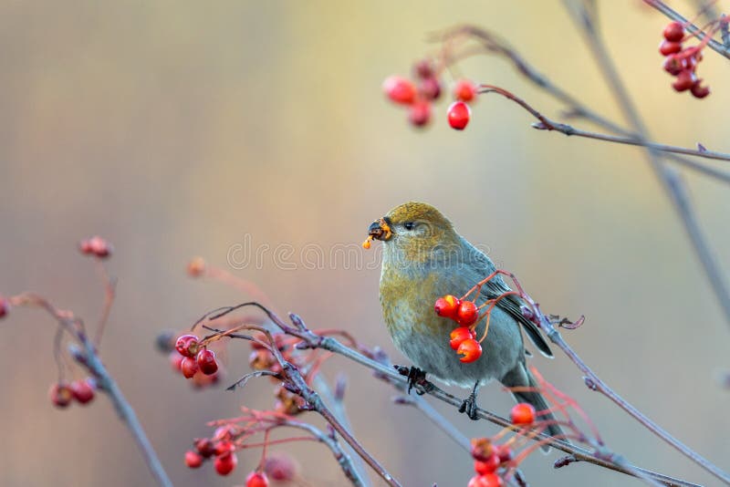Όμορφο Pine grosbeak, Pinicola enucleator, θηλυκό πουλί που τρέφεται με μούρα το φθινόπωρο στοκ εικόνες Όμορφο Pine grosbeak, Pinicola enucleator, θηλυκό πουλί που τρέφεται με μούρα το φθινόπωρο στοκ εικόνες