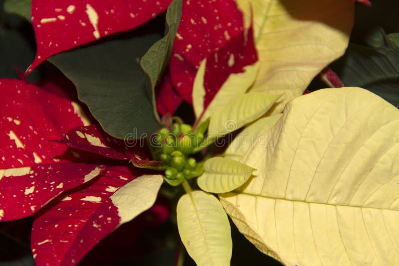 Όμορφο poinsettia δύο χρωμάτων στοκ φωτογραφία Όμορφο poinsettia δύο χρωμάτων στοκ φωτογραφία