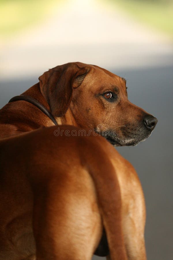 όμορφο rhodesian ridgeback στοκ φωτογραφία