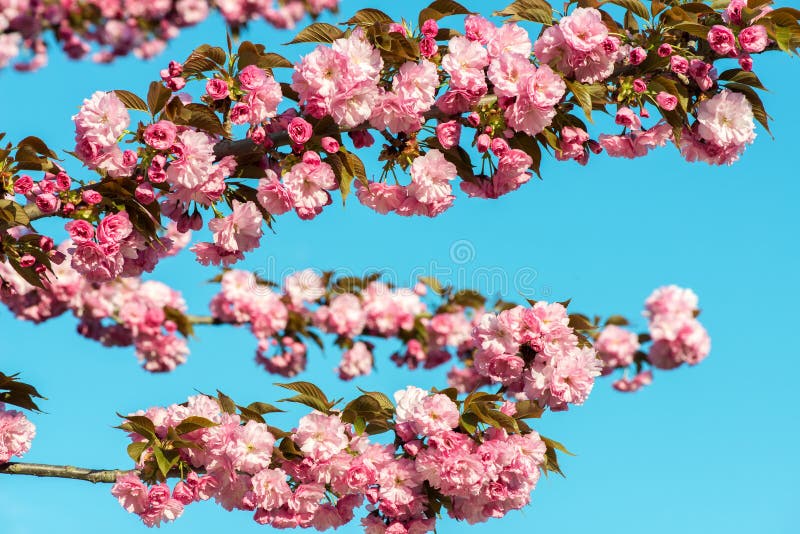 Όμορφο άνθος κερασιών, ρόδινο λουλούδι sakura στο υπόβαθρο φύσης στοκ φωτογραφία Όμορφο άνθος κερασιών, ρόδινο λουλούδι sakura στο υπόβαθρο φύσης στοκ φωτογραφία