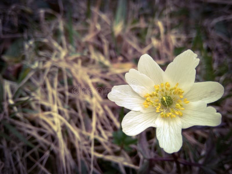 Όμορφο άσπρο λουλούδι anemone άνοιξη άγριο δασικό στενό στον επάνω στοκ εικόνες Όμορφο άσπρο λουλούδι anemone άνοιξη άγριο δασικό στενό στον επάνω στοκ εικόνες
