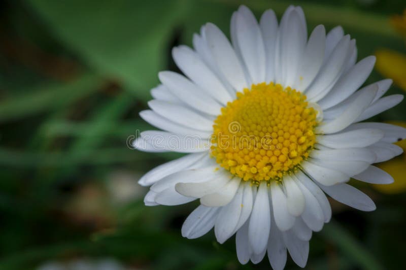 Όμορφο άσπρο λουλούδι στην πράσινη χλόη Chamomile στοκ φωτογραφία Όμορφο άσπρο λουλούδι στην πράσινη χλόη Chamomile στοκ φωτογραφία