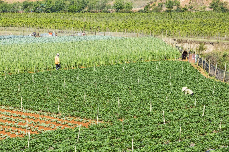 Όμορφο αγρόκτημα φραουλών στοκ φωτογραφία με δικαίωμα ελεύθερης χρήσης Όμορφο αγρόκτημα φραουλών στοκ φωτογραφία με δικαίωμα ελεύθερης χρήσης