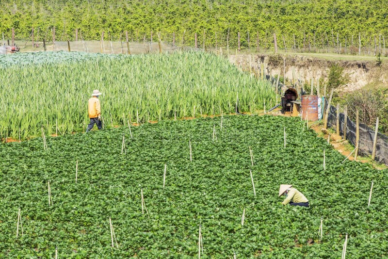 Όμορφο αγρόκτημα φραουλών στοκ εικόνα με δικαίωμα ελεύθερης χρήσης Όμορφο αγρόκτημα φραουλών στοκ εικόνα με δικαίωμα ελεύθερης χρήσης