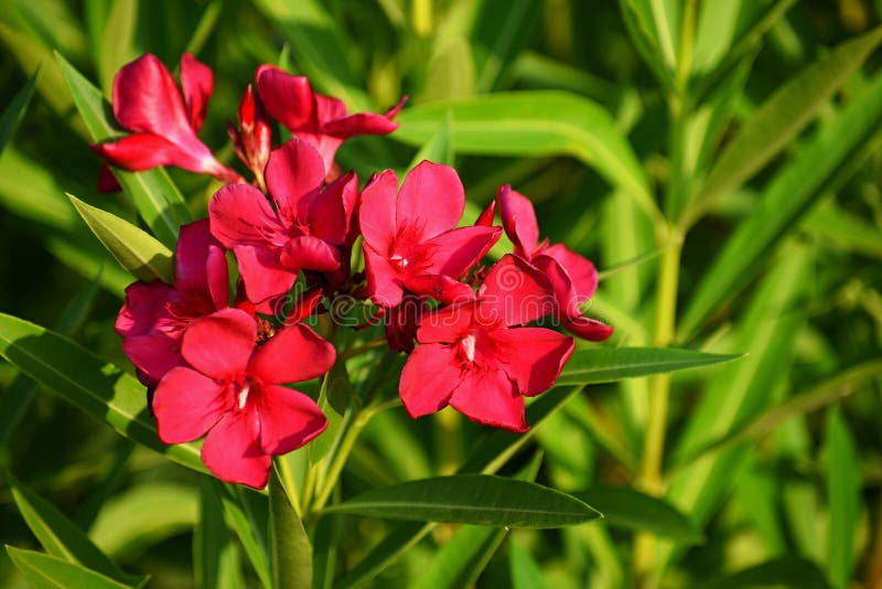 Beautiful flowering red oleander. A poisonous, nice plant in the Mediterranean. Nerium oleander. Beautiful flowering red oleander. A poisonous, nice plant in the Mediterranean. Nerium oleander