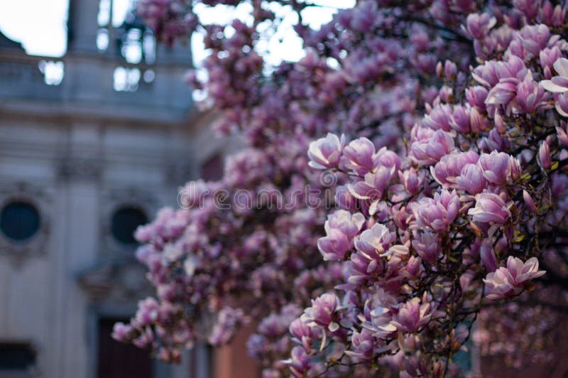Όμορφο ανθίζοντας ρόδινο δέντρο magnolia Ιταλική εκκλησία στο υπόβαθρο στοκ εικόνες Όμορφο ανθίζοντας ρόδινο δέντρο magnolia Ιταλική εκκλησία στο υπόβαθρο στοκ εικόνες