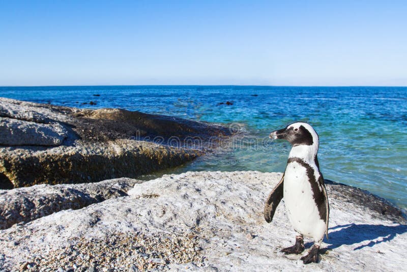 Όμορφο αφρικανικό penguin στην παραλία λίθων στο Καίηπ Τάουν στοκ εικόνα με δικαίωμα ελεύθερης χρήσης
