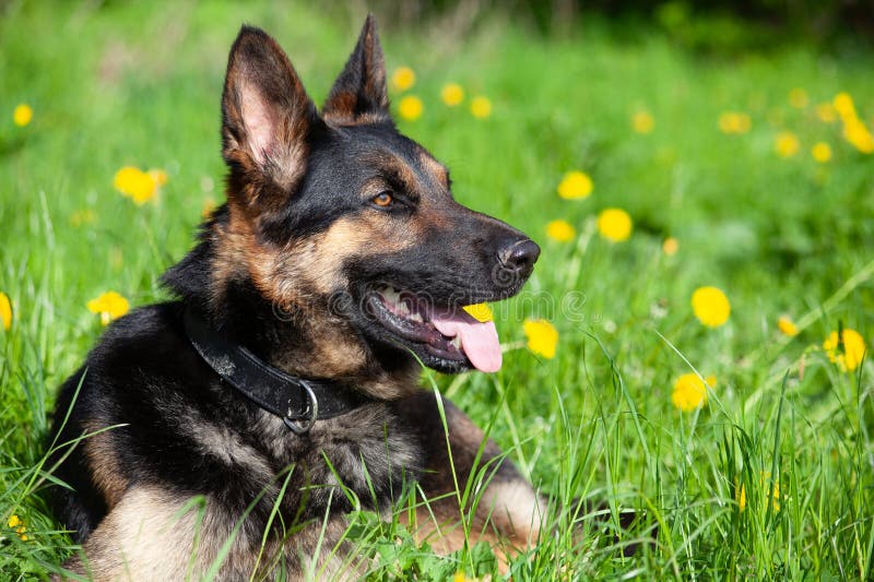 beautiful german shepherd dog sit in flower meadow. spring with yellow flower background on green grass. beautiful german shepherd dog sit in flower meadow. spring with yellow flower background on green grass.
