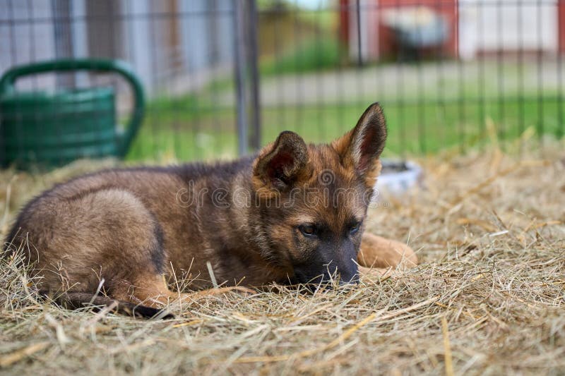 Beautiful gray German Shepherd puppy in a garden on an early summer day in Skaraborg Sweden. Beautiful gray German Shepherd puppy in a garden on an early summer day in Skaraborg Sweden.