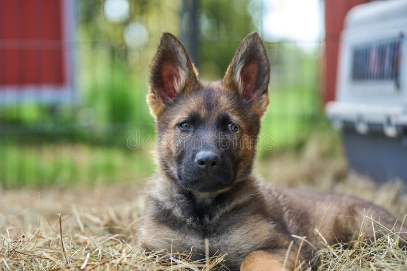 Beautiful gray German Shepherd puppy in a garden on an early summer day in Skaraborg Sweden. Beautiful gray German Shepherd puppy in a garden on an early summer day in Skaraborg Sweden.