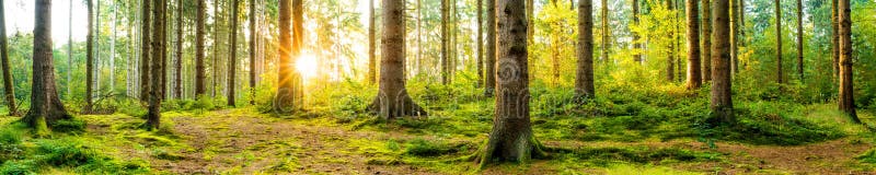 Panorama of a beautiful forest at sunrise. Panorama of a beautiful forest at sunrise