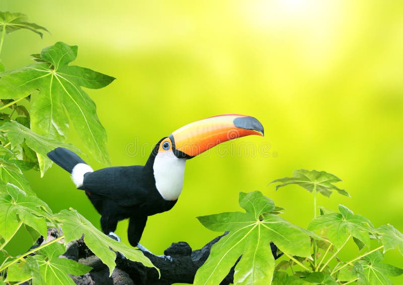 Όμορφο ζωηρόχρωμο toucan πουλί στοκ εικόνες