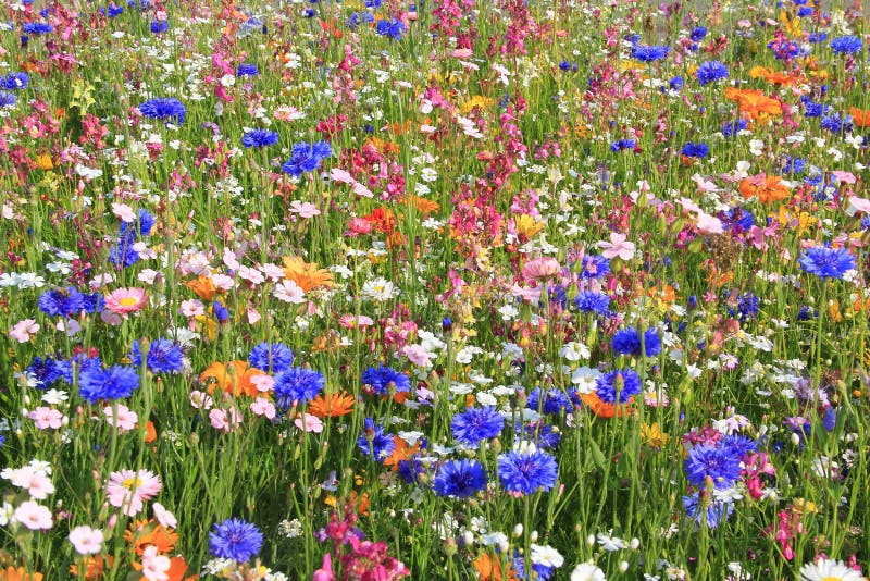 Όμορφο λιβάδι wildflower με τα διαφορετικά λουλούδια στοκ εικόνα με δικαίωμα ελεύθερης χρήσης