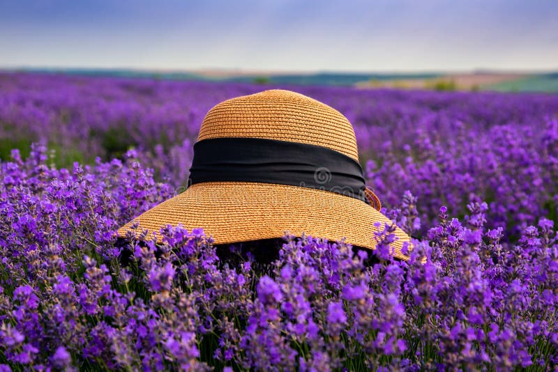 Όμορφο καπέλο σε έναν lavender τομέα μια ηλιόλουστη ημέρα στοκ εικόνες
