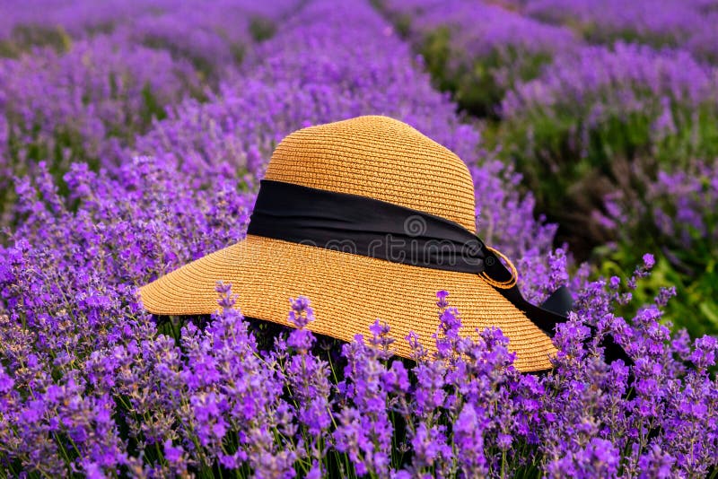 Όμορφο καπέλο σε έναν lavender τομέα μια ηλιόλουστη ημέρα στοκ εικόνες με δικαίωμα ελεύθερης χρήσης