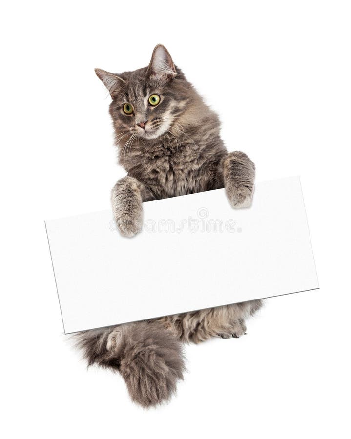 Beautiful adult gray color domestic medium hair cat sitting up and holding a blank sign to enter your message onto. Beautiful adult gray color domestic medium hair cat sitting up and holding a blank sign to enter your message onto