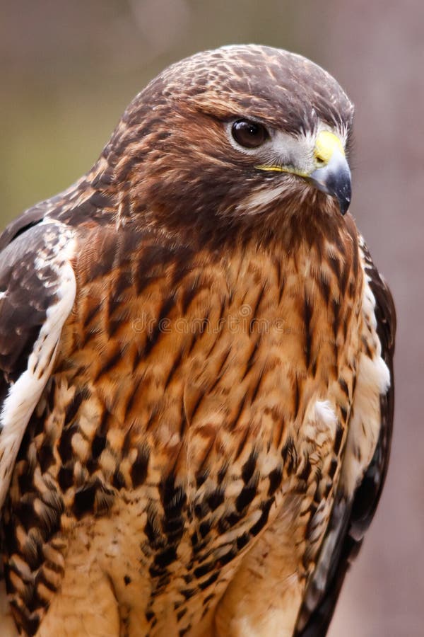 A closeup view of a Red-tailed hawk. Red-tailed hawks feed on a variety of mammals, retiles and insects. They are found througout North America except near the North Pole. A closeup view of a Red-tailed hawk. Red-tailed hawks feed on a variety of mammals, retiles and insects. They are found througout North America except near the North Pole.