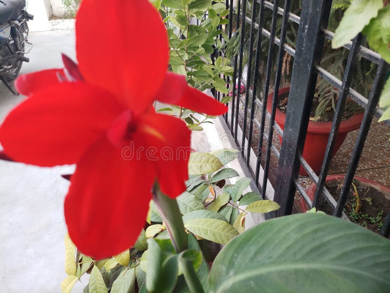 Όμορφο λουλούδι του κόκκινου χρώματος στοκ εικόνα Όμορφο λουλούδι του κόκκινου χρώματος στοκ εικόνα