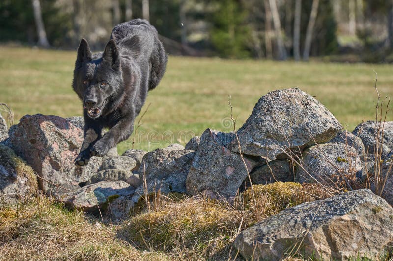 Beautiful black male German Shepherd dog on a sunny spring afternoon in a meadow in Skaraborg Sweden. Beautiful black male German Shepherd dog on a sunny spring afternoon in a meadow in Skaraborg Sweden.