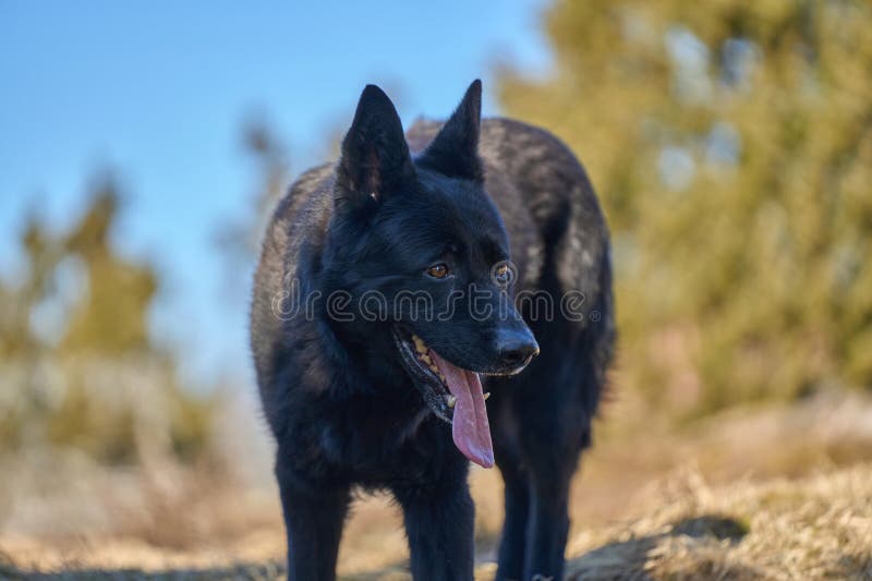 Beautiful black male German Shepherd dog on a sunny spring afternoon in a meadow in Skaraborg Sweden. Beautiful black male German Shepherd dog on a sunny spring afternoon in a meadow in Skaraborg Sweden.