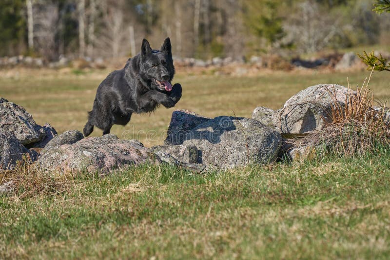 Beautiful black male German Shepherd dog on a sunny spring afternoon in a meadow in Skaraborg Sweden. Beautiful black male German Shepherd dog on a sunny spring afternoon in a meadow in Skaraborg Sweden.