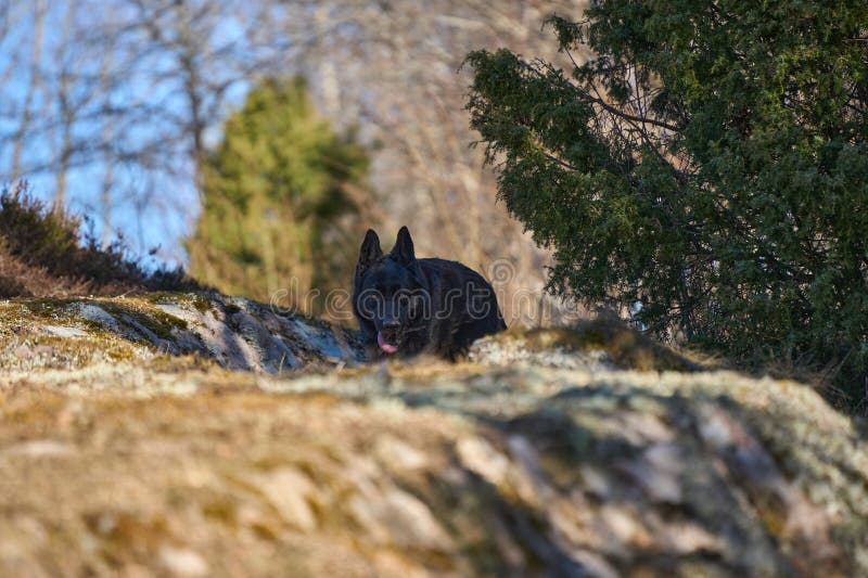 Beautiful black male German Shepherd dog on a sunny spring afternoon in a meadow in Skaraborg Sweden. Beautiful black male German Shepherd dog on a sunny spring afternoon in a meadow in Skaraborg Sweden.