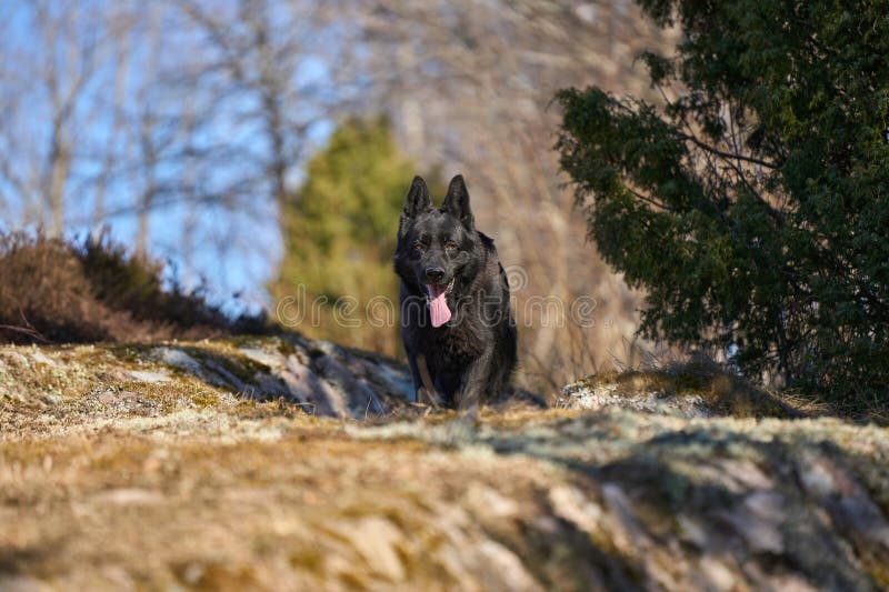 Beautiful black male German Shepherd dog on a sunny spring afternoon in a meadow in Skaraborg Sweden. Beautiful black male German Shepherd dog on a sunny spring afternoon in a meadow in Skaraborg Sweden.