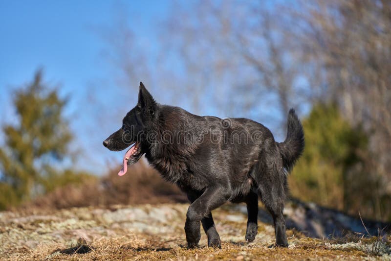 Beautiful black male German Shepherd dog on a sunny spring afternoon in a meadow in Skaraborg Sweden. Beautiful black male German Shepherd dog on a sunny spring afternoon in a meadow in Skaraborg Sweden.