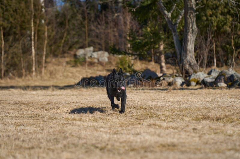 Beautiful black male German Shepherd dog on a sunny spring afternoon in a meadow in Skaraborg Sweden. Beautiful black male German Shepherd dog on a sunny spring afternoon in a meadow in Skaraborg Sweden.