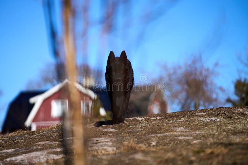 Beautiful black male German Shepherd dog on a sunny spring afternoon in a meadow in Skaraborg Sweden. Beautiful black male German Shepherd dog on a sunny spring afternoon in a meadow in Skaraborg Sweden.