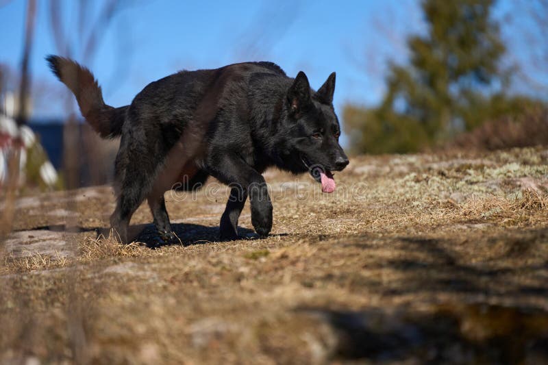 Beautiful black male German Shepherd dog on a sunny spring afternoon in a meadow in Skaraborg Sweden. Beautiful black male German Shepherd dog on a sunny spring afternoon in a meadow in Skaraborg Sweden.