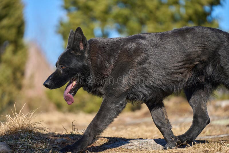 Beautiful black male German Shepherd dog on a sunny spring afternoon in a meadow in Skaraborg Sweden. Beautiful black male German Shepherd dog on a sunny spring afternoon in a meadow in Skaraborg Sweden.