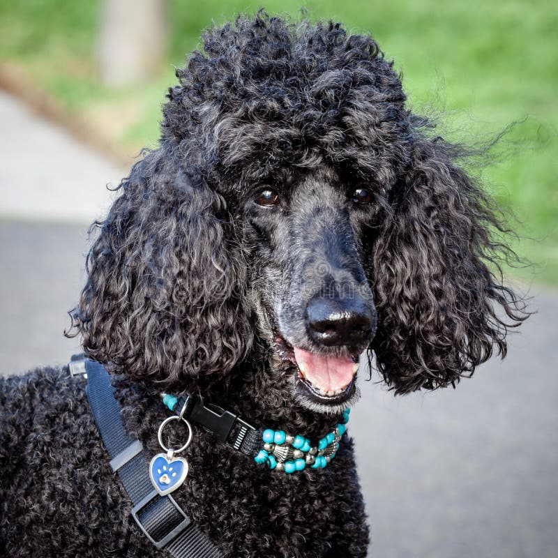 Όμορφο μαύρο τυποποιημένο Poodle που εξετάζει τη κάμερα στοκ εικόνα με δικαίωμα ελεύθερης χρήσης