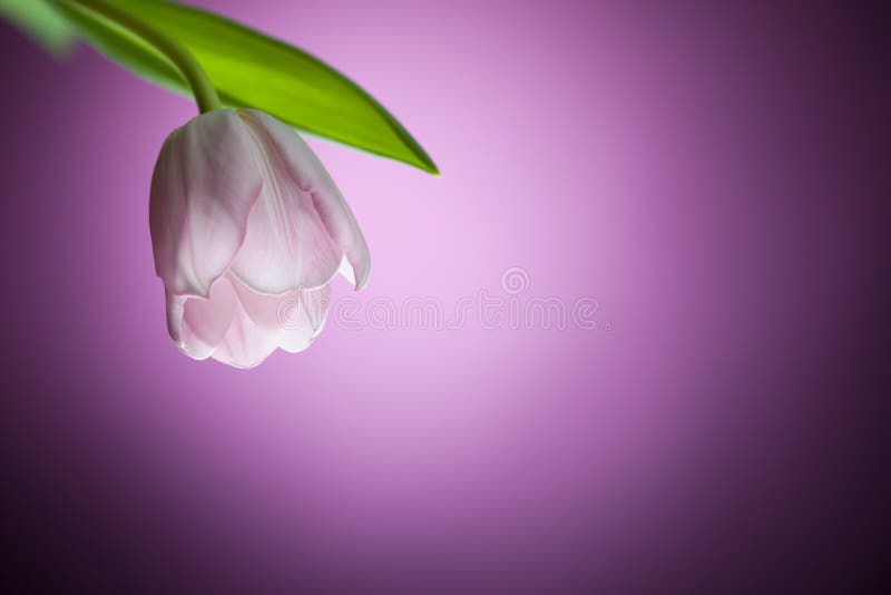 Beautiful tulip flower on purple background. Beautiful tulip flower on purple background