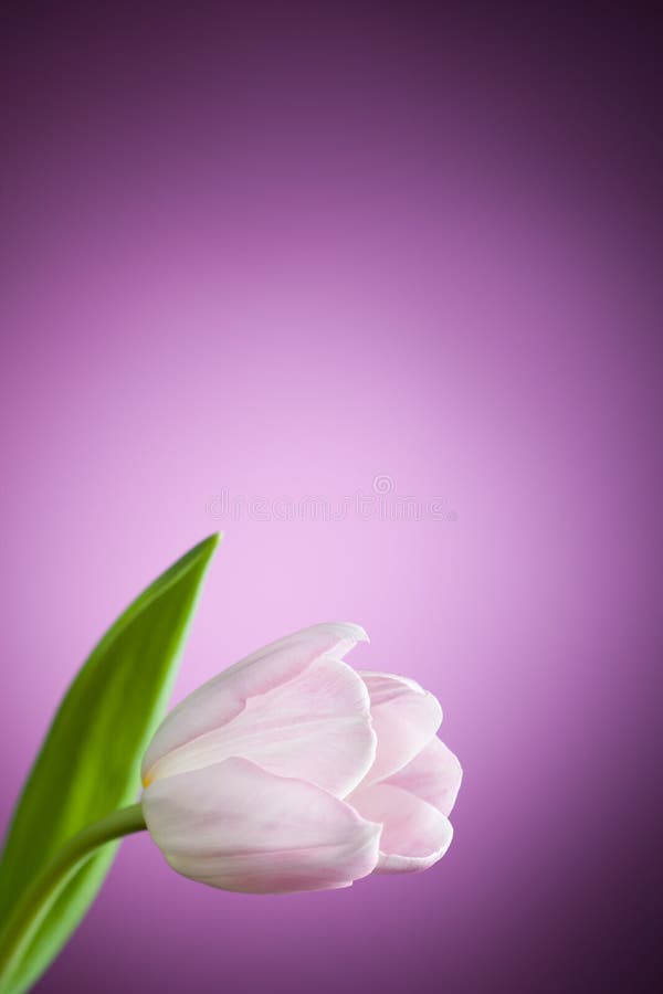 Beautiful tulip flower on purple background. Beautiful tulip flower on purple background