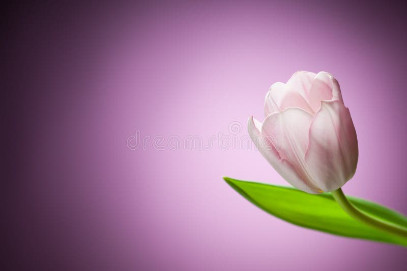 Beautiful tulip flower on purple background. Beautiful tulip flower on purple background