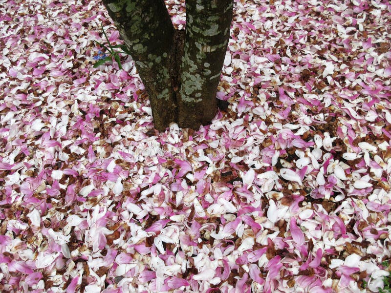 Όμορφο πεσμένο Magnolia ανθίζει τον Απρίλιο στοκ εικόνες