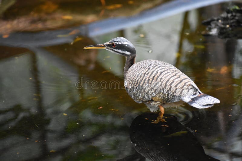 Όμορφο πουλί, Sunbittern, Eurypyga Helias στο νερό στοκ φωτογραφίες Όμορφο πουλί, Sunbittern, Eurypyga Helias στο νερό στοκ φωτογραφίες