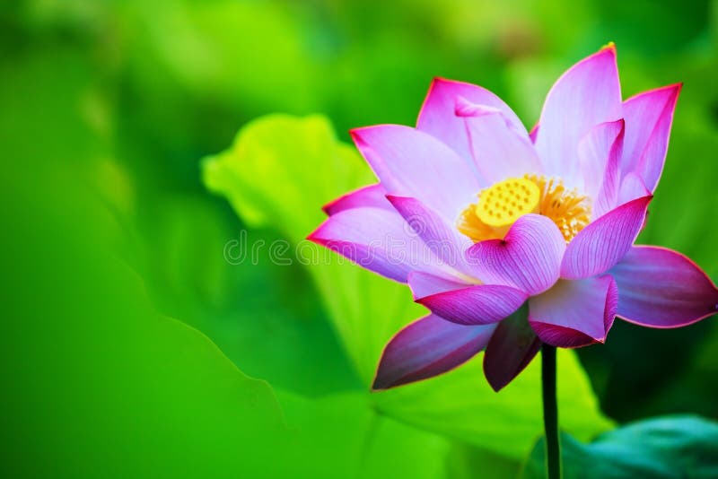 Όμορφο ροζ waterlily ή λουλούδι λωτού στη λίμνη στοκ εικόνες Όμορφο ροζ waterlily ή λουλούδι λωτού στη λίμνη στοκ εικόνες