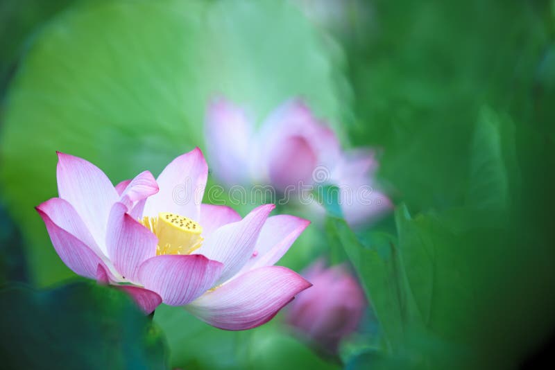 Όμορφο ροζ waterlily ή λουλούδι λωτού στη λίμνη στοκ εικόνα με δικαίωμα ελεύθερης χρήσης Όμορφο ροζ waterlily ή λουλούδι λωτού στη λίμνη στοκ εικόνα με δικαίωμα ελεύθερης χρήσης