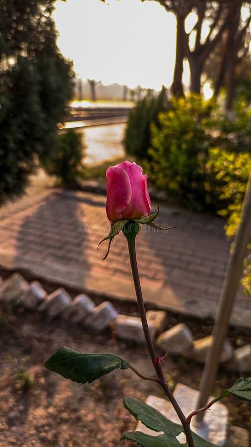 όμορφο ροζ τριαντάφυλλο που μεγαλώνει στοκ εικόνες