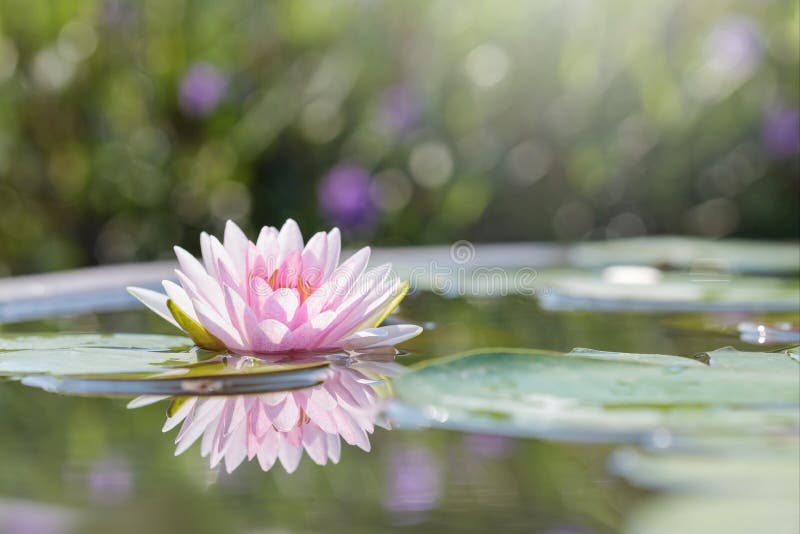 Όμορφο ρόδινο Lotus, ρόδινος κρίνος νερού στοκ εικόνα με δικαίωμα ελεύθερης χρήσης