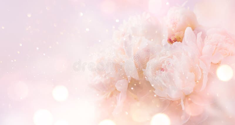 Όμορφο ρόδινο peony υπόβαθρο τέχνης ανθοδεσμών Ανθίζοντας κρητιδογραφία peony ή σχέδιο καρτών λουλουδιών συνόρων τριαντάφυλλων στοκ εικόνα