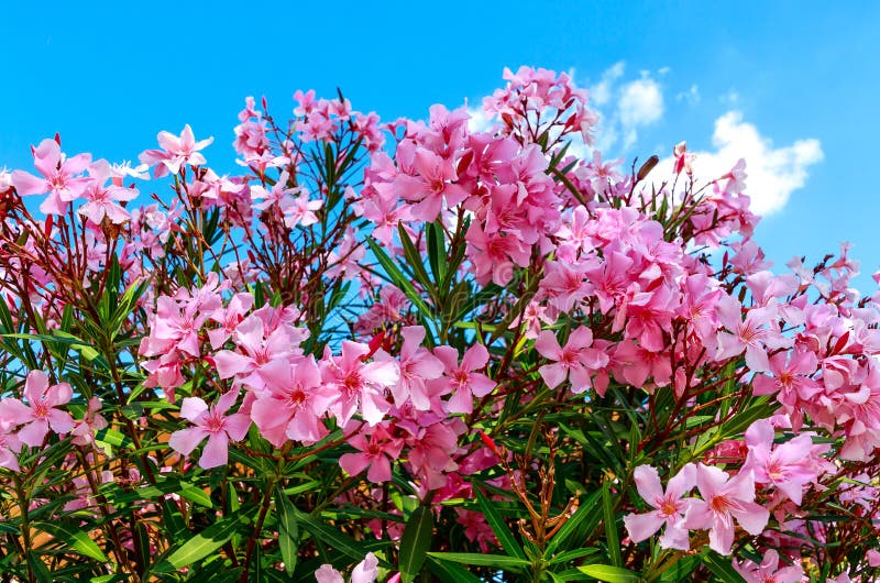 Beautiful pink flowering oleander Nerium Oleander Mediterranean bush in full bloom. Beautiful pink flowering oleander Nerium Oleander Mediterranean bush in full bloom