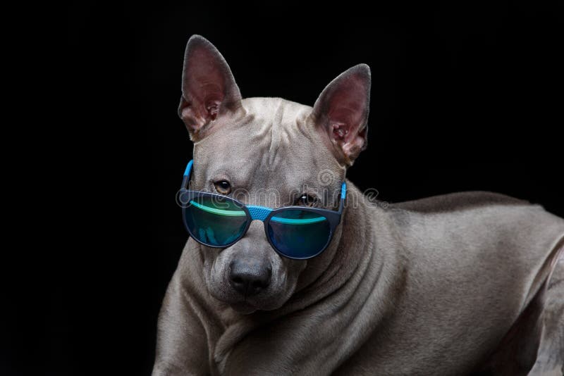Όμορφο ταϊλανδικό σκυλί ridgeback στα γυαλιά ήλιων στοκ εικόνα